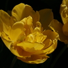 プランターに咲く春の花　④