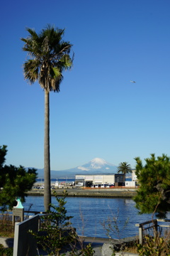 椰子の木と富士山