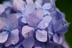 紫陽花⑥