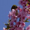 PENTAXで桜ジロー　②