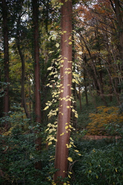 ivy
