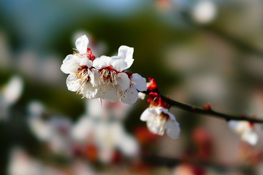 梅花（STFレンズ使用）