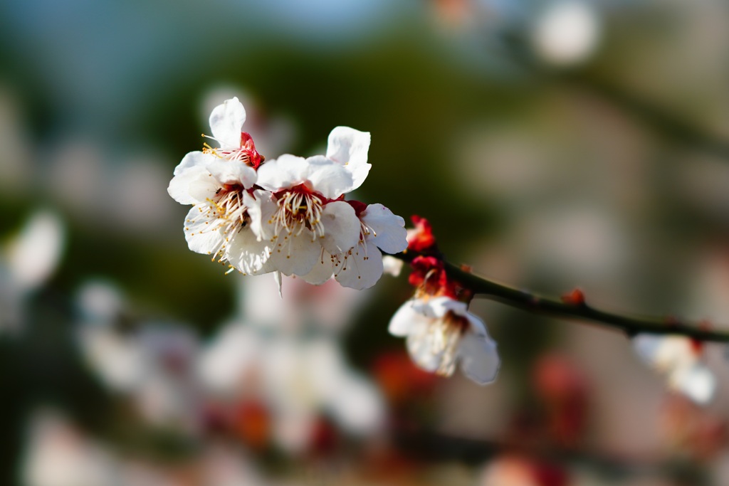 梅花（STFレンズ使用）