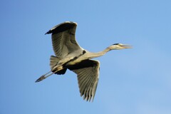 アオサギが鳴きながら来た