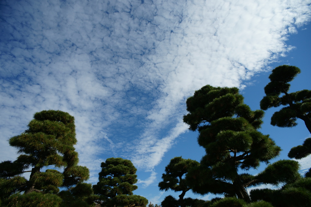 松と空