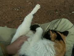 猫ストレッチ