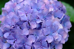 紫陽花①
