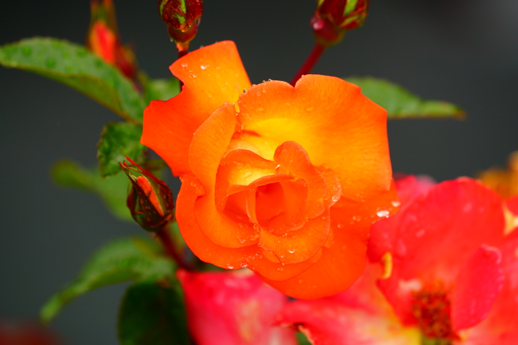 雨露に濡れた薔薇　②