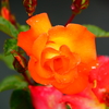 雨露に濡れた薔薇　②