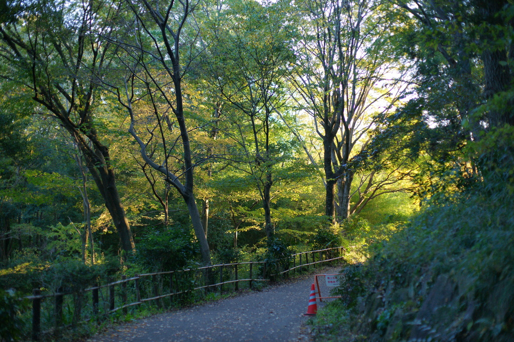 夕暮れの遊歩道