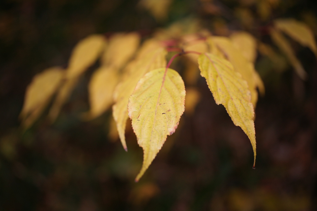 leaves