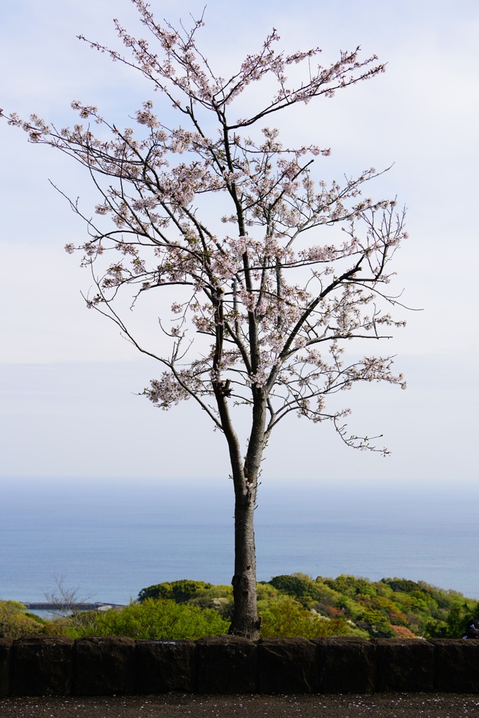 桜と湘南の海