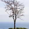 桜と湘南の海