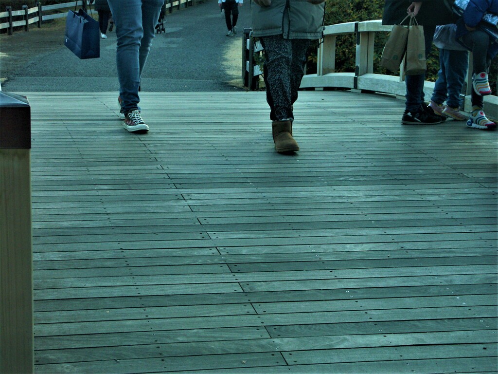 木道橋を歩く