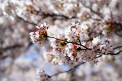 新宿御苑の桜