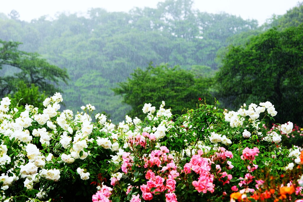 薔薇に降り注ぐ雨