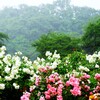 薔薇に降り注ぐ雨