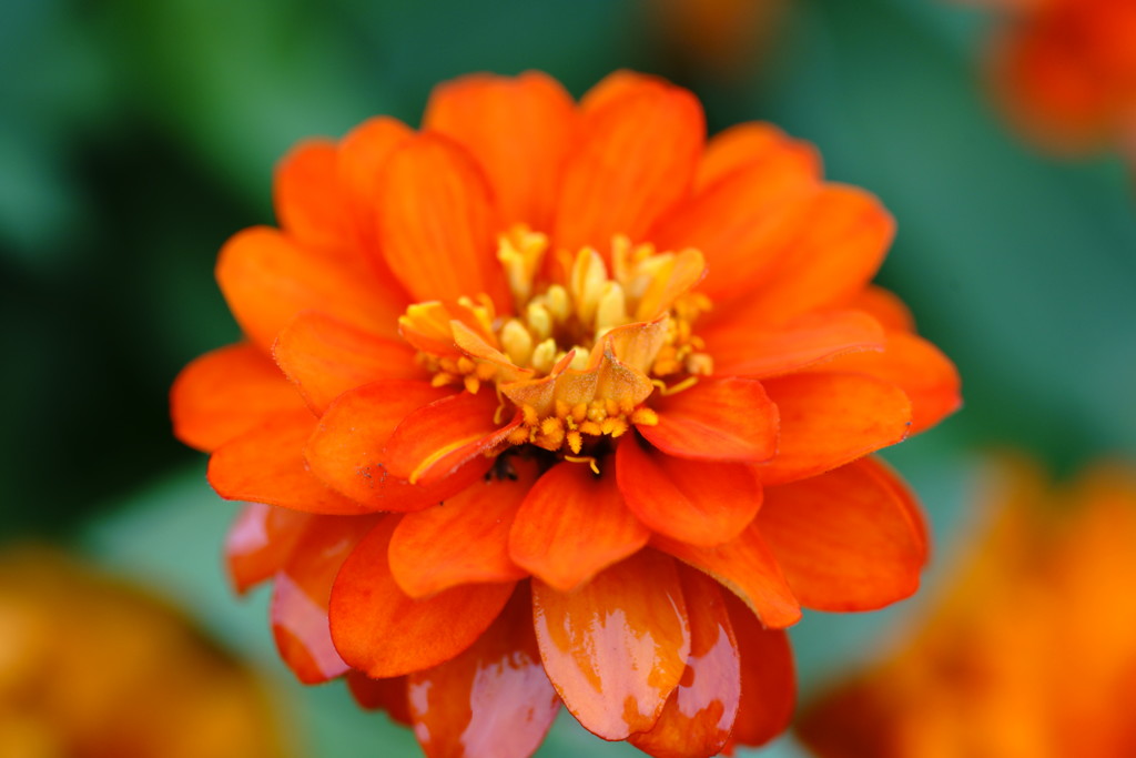 花壇の花　7