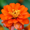 花壇の花　7