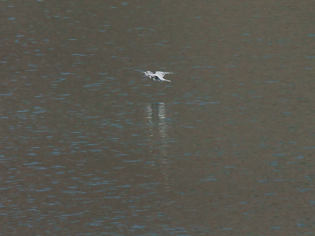 湖面を飛翔