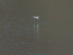 湖面を飛翔