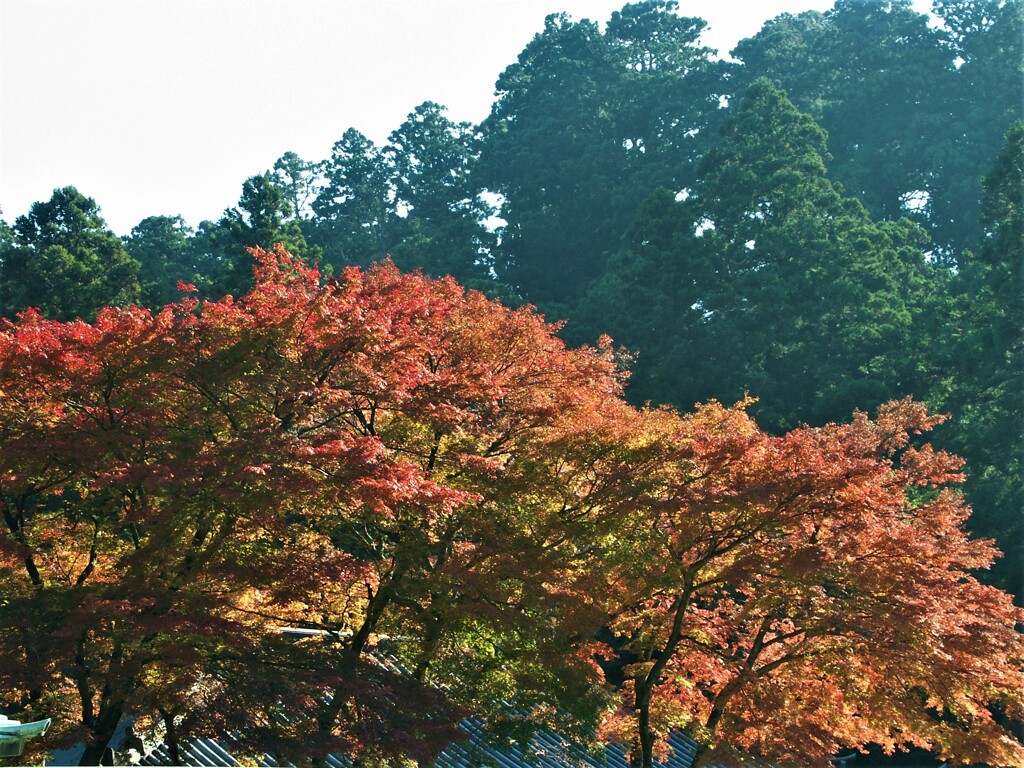 大雄山最乗寺　紅葉