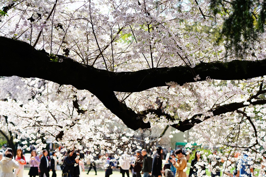 新宿御苑の桜