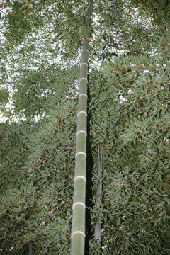 bamboo