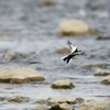 セグロセキレイ　飛ぶ