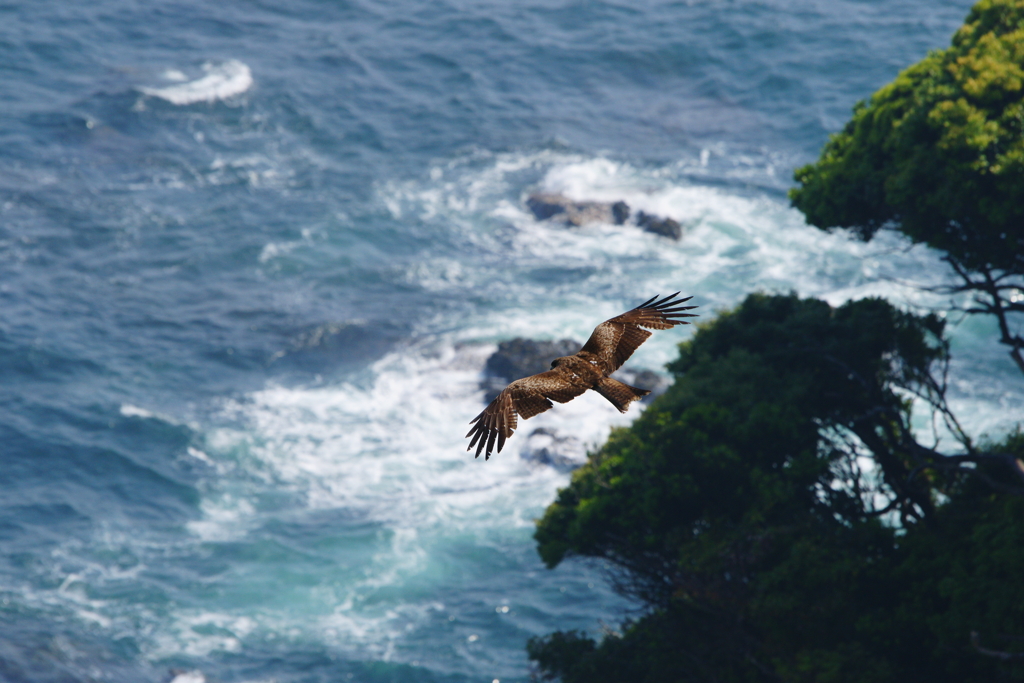 鳶　③