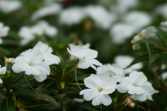 白い花