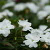 白い花
