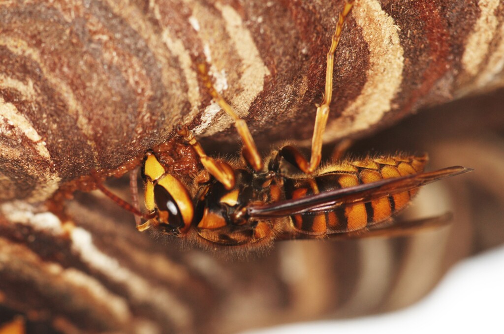 Hornet