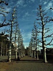 冬のプラタナス並木