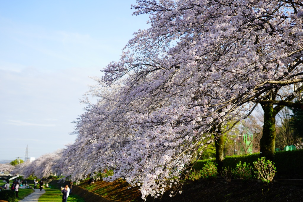 桜並木　④
