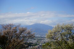 桜と丹沢大山