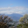 桜と丹沢大山