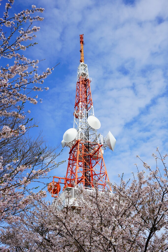 桜と電波塔　③