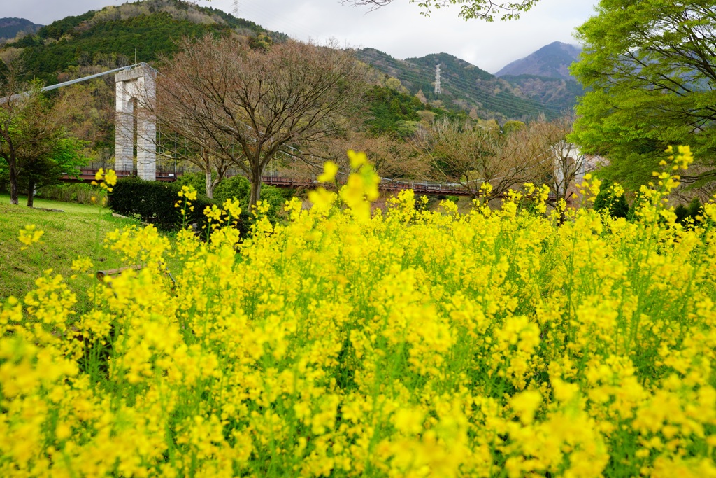 菜の花と吊り橋