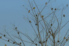 カワラヒワの群れ