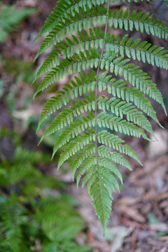 シダ植物