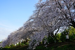桜並木　①