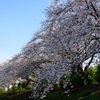 桜並木　①