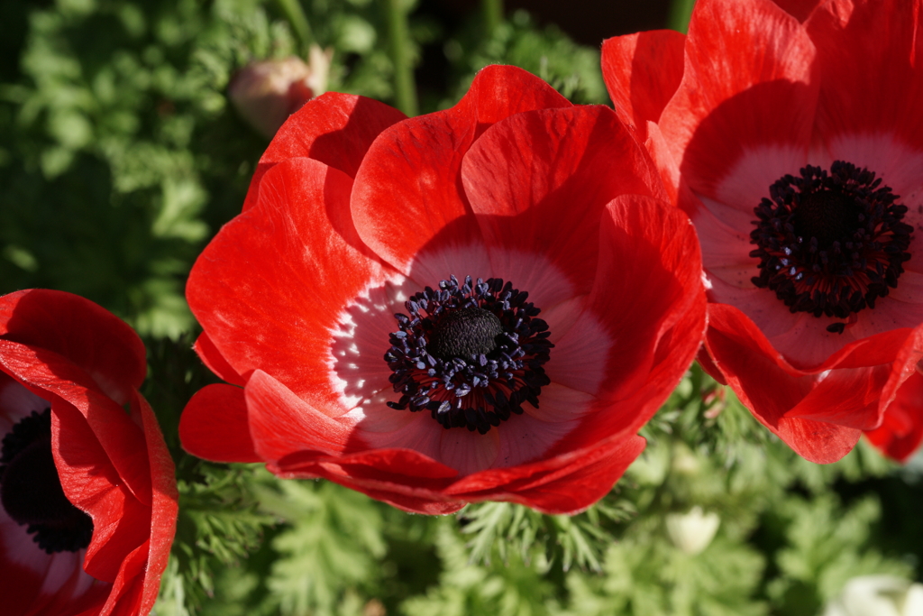 プランターに咲く春の花　⑤