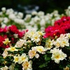 Rose　⑳