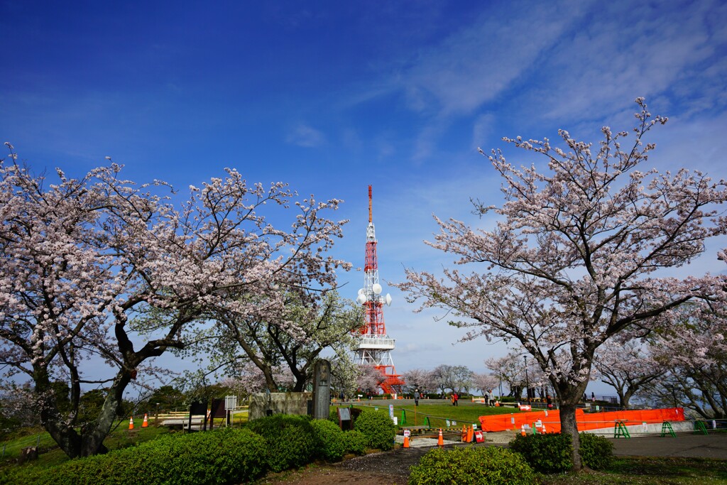 桜と電波塔　②