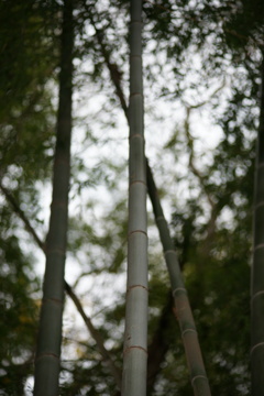 white bamboo