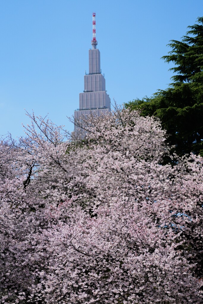 桜と代々木ビル