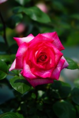 Rose　⑲