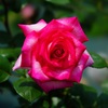 Rose　⑲